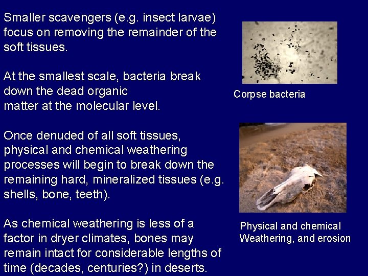 Smaller scavengers (e. g. insect larvae) focus on removing the remainder of the soft