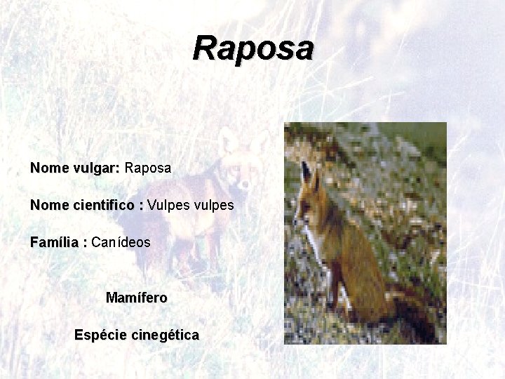 Raposa Nome vulgar: Raposa Nome cientifico : Vulpes vulpes Família : Canídeos Mamífero Espécie