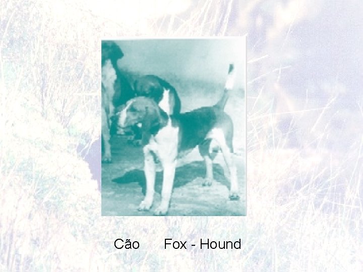 Cão Fox - Hound 