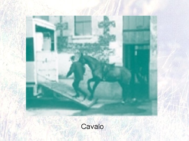 Cavalo 