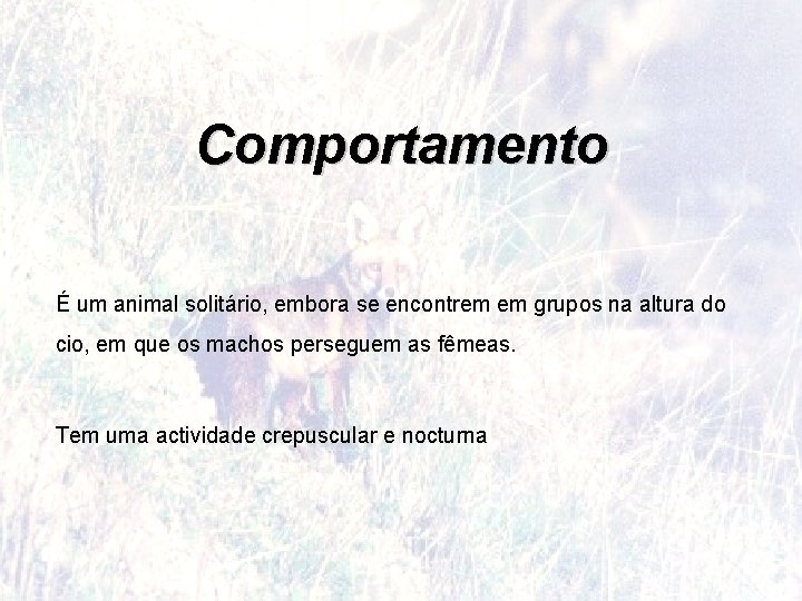 Comportamento É um animal solitário, embora se encontrem em grupos na altura do cio,