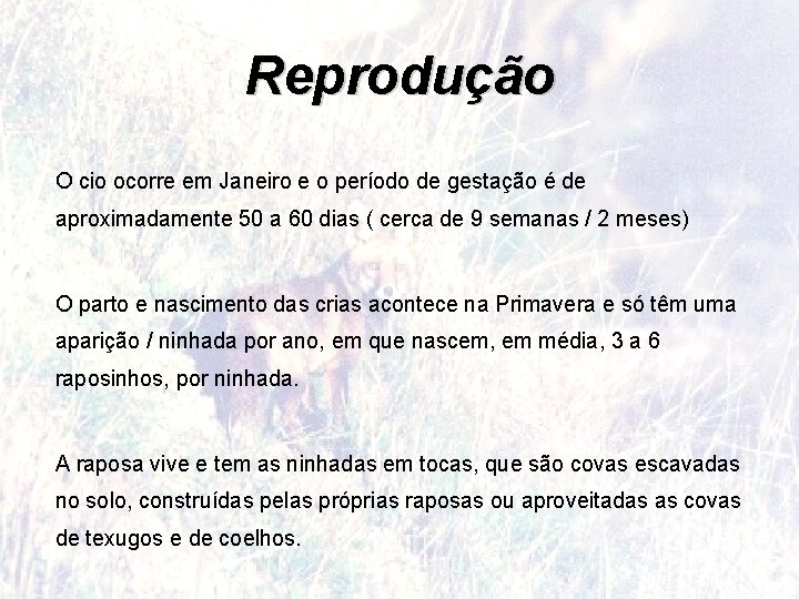 Reprodução O cio ocorre em Janeiro e o período de gestação é de aproximadamente