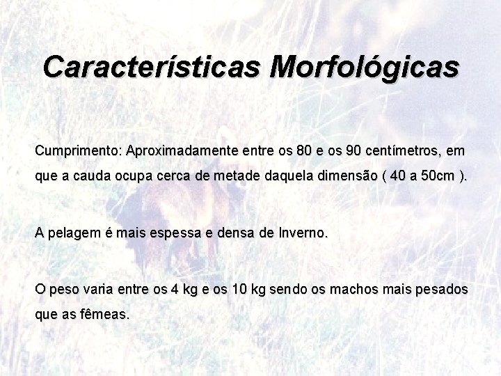 Características Morfológicas Cumprimento: Aproximadamente entre os 80 e os 90 centímetros, em que a