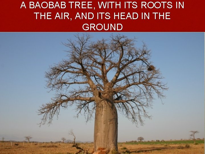 A BAOBAB TREE, WITH ITS ROOTS IN THE AIR, AND ITS HEAD IN THE A BAOBAB TREE, WITH ITS ROOTS IN THE AIR, AND ITS HEAD IN THE