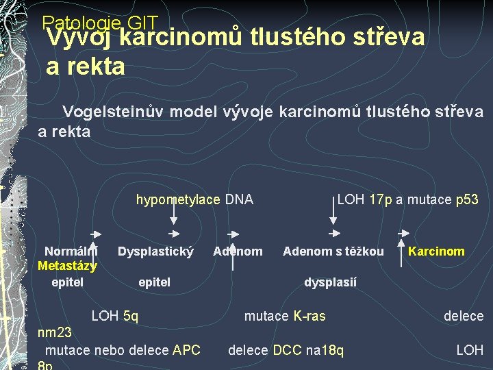 Patologie GIT Vývoj karcinomů tlustého střeva a rekta Vogelsteinův model vývoje karcinomů tlustého střeva Patologie GIT Vývoj karcinomů tlustého střeva a rekta Vogelsteinův model vývoje karcinomů tlustého střeva