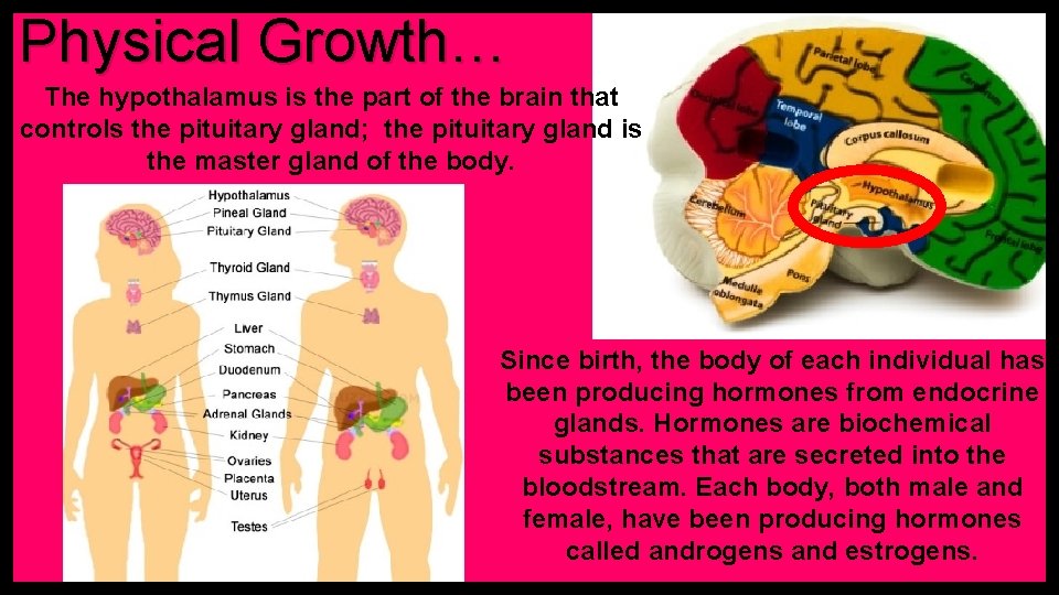 Physical Growth… The hypothalamus is the part of the brain that controls the pituitary