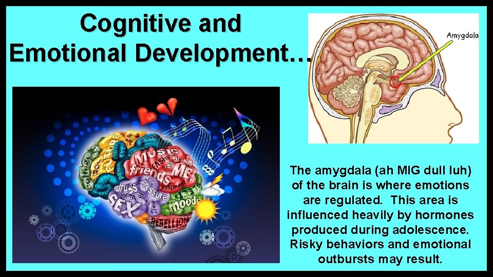 Cognitive and Emotional Development… The amygdala (ah MIG dull luh) of the brain is