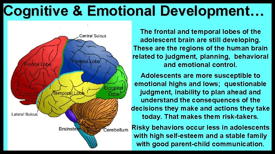 Cognitive & Emotional Development… The frontal and temporal lobes of the adolescent brain are