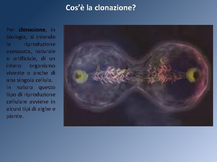 Cos’è la clonazione? Per clonazione, in biologia, si intende la riproduzione asessuata, naturale o