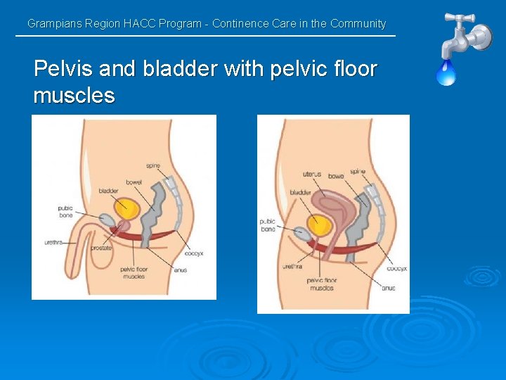 Grampians Region HACC Program - Continence Care in the Community Pelvis and bladder with