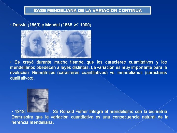 BASE MENDELIANA DE LA VARIACIÓN CONTINUA • Darwin (1859) y Mendel (1865 1900) •