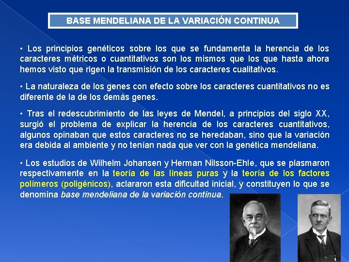 BASE MENDELIANA DE LA VARIACIÓN CONTINUA • Los principios genéticos sobre los que se