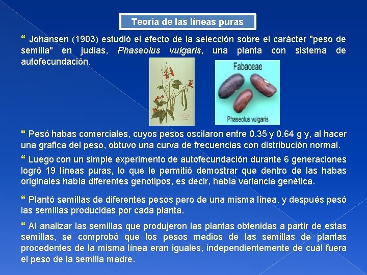 Teoría de las líneas puras } Johansen (1903) estudió el efecto de la selección