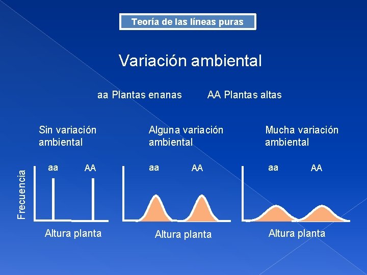 Teoría de las líneas puras Variación ambiental aa Plantas enanas AA Plantas altas Frecuencia