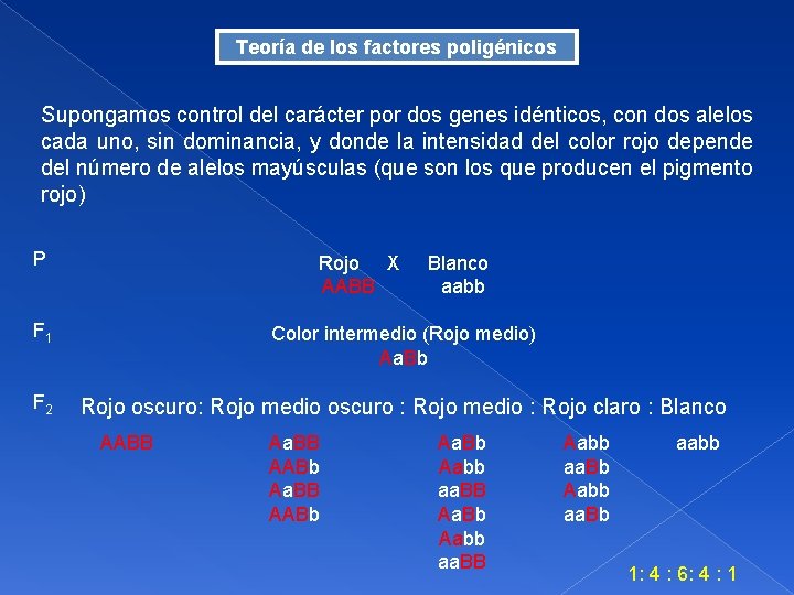 Teoría de los factores poligénicos Supongamos control del carácter por dos genes idénticos, con