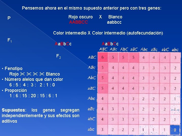 Pensemos ahora en el mismo supuesto anterior pero con tres genes: Rojo oscuro X