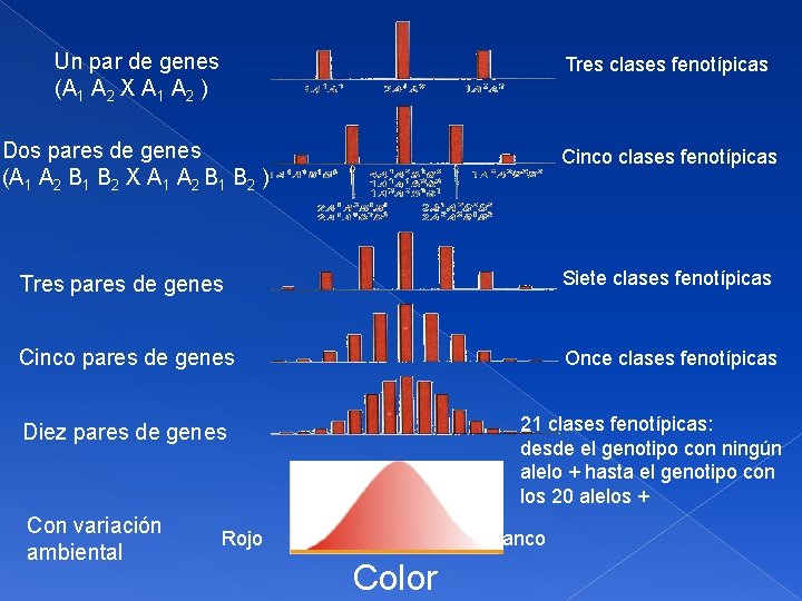 Un par de genes (A 1 A 2 X A 1 A 2 )