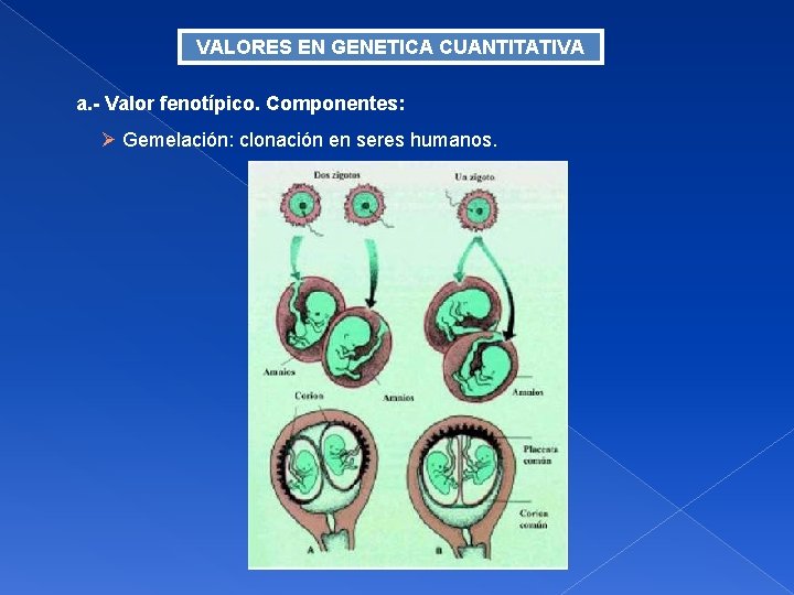 VALORES EN GENETICA CUANTITATIVA a. - Valor fenotípico. Componentes: Gemelación: clonación en seres humanos.