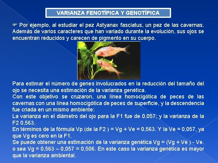 VARIANZA FENOTÍPICA Y GENOTÍPICA Por ejemplo, al estudiar el pez Astyanax fasciatus, un pez