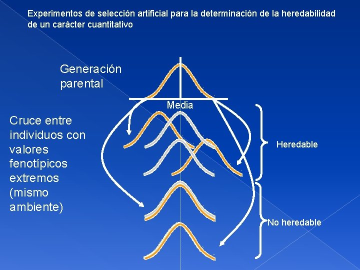 Experimentos de selección artificial para la determinación de la heredabilidad de un carácter cuantitativo