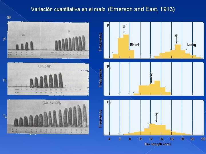  Variación cuantitativa en el maíz (Emerson and East, 1913) 