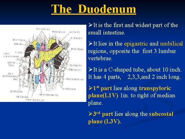 The Duodenum ØIt is the first and widest part of the small intestine. ØIt