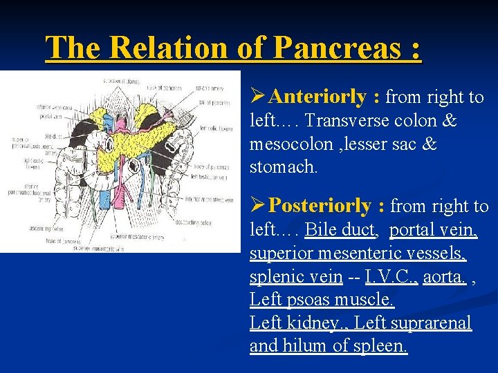 The Relation of Pancreas : ØAnteriorly : from right to left…. Transverse colon &