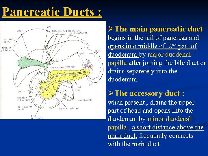 Pancreatic Ducts : ØThe main pancreatic duct begins in the tail of pancreas and