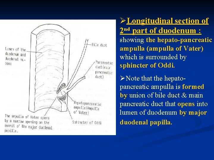 ØLongitudinal section of 2 nd part of duodenum : showing the hepato-pancreatic ampulla (ampulla