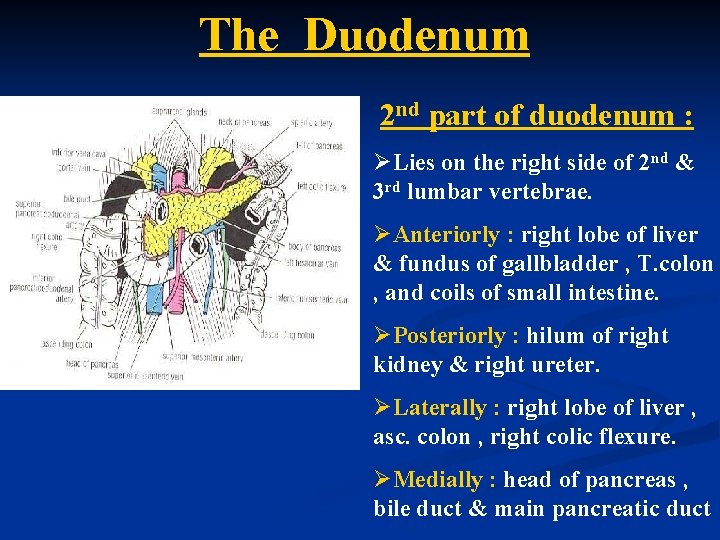 The Duodenum 2 nd part of duodenum : ØLies on the right side of