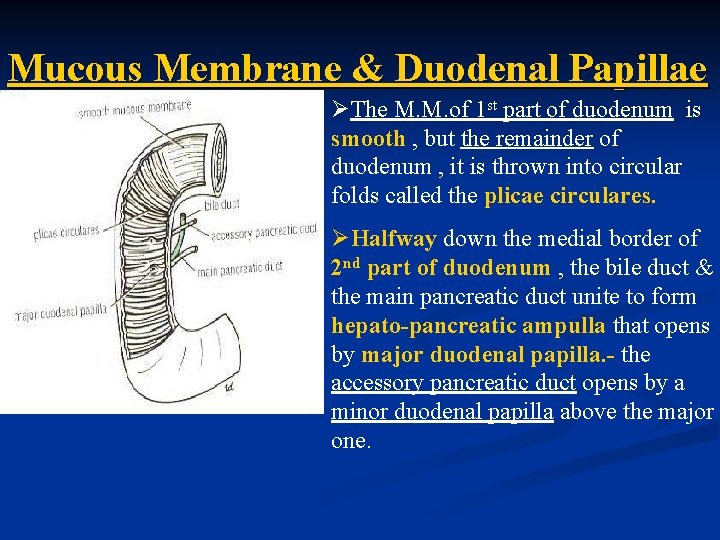 Mucous Membrane & Duodenal Papillae ØThe M. M. of 1 st part of duodenum