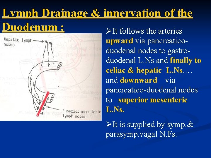 Lymph Drainage & innervation of the Duodenum : ØIt follows the arteries upward via