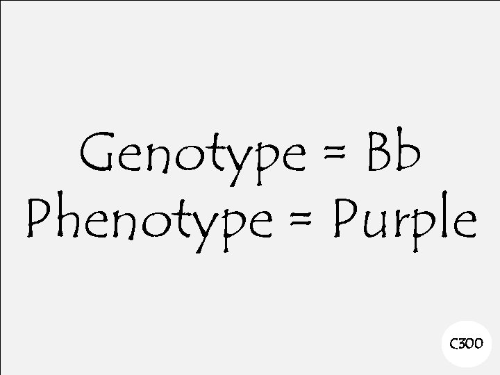 Genotype = Bb Phenotype = Purple C 300 