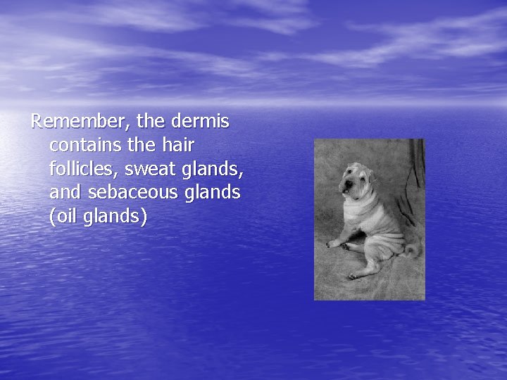 Remember, the dermis contains the hair follicles, sweat glands, and sebaceous glands (oil glands) Remember, the dermis contains the hair follicles, sweat glands, and sebaceous glands (oil glands)