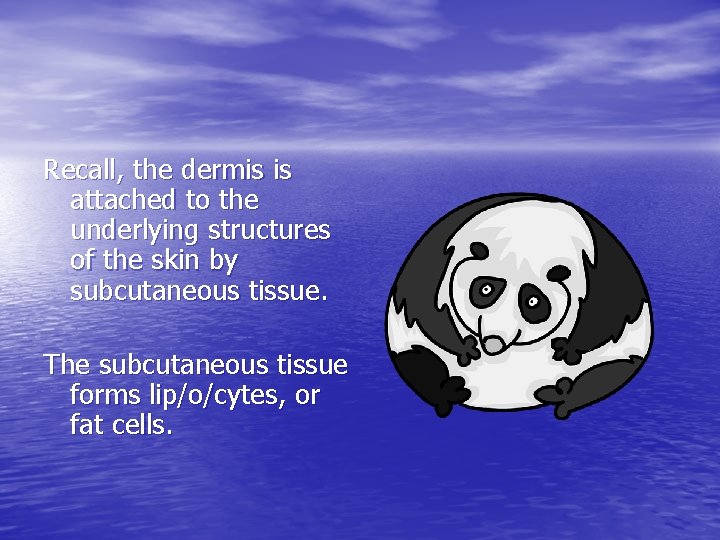 Recall, the dermis is attached to the underlying structures of the skin by subcutaneous Recall, the dermis is attached to the underlying structures of the skin by subcutaneous