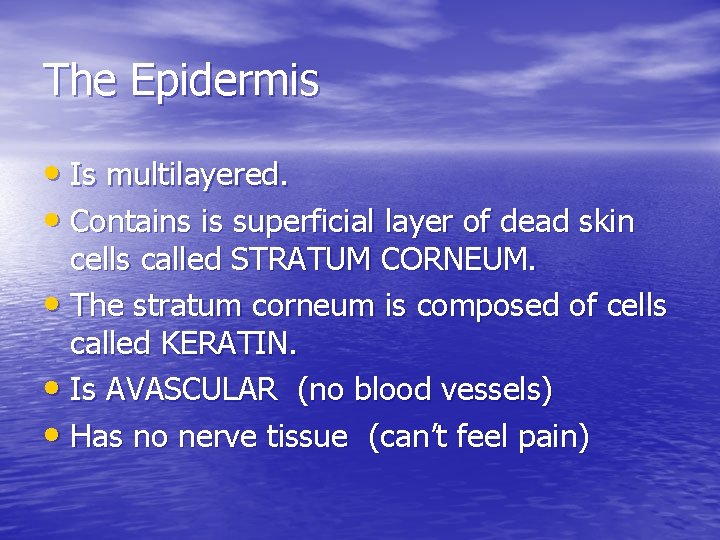 The Epidermis • Is multilayered. • Contains is superficial layer of dead skin cells The Epidermis • Is multilayered. • Contains is superficial layer of dead skin cells