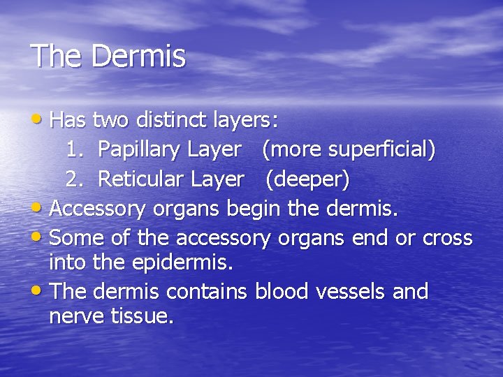 The Dermis • Has two distinct layers: 1. Papillary Layer (more superficial) 2. Reticular The Dermis • Has two distinct layers: 1. Papillary Layer (more superficial) 2. Reticular