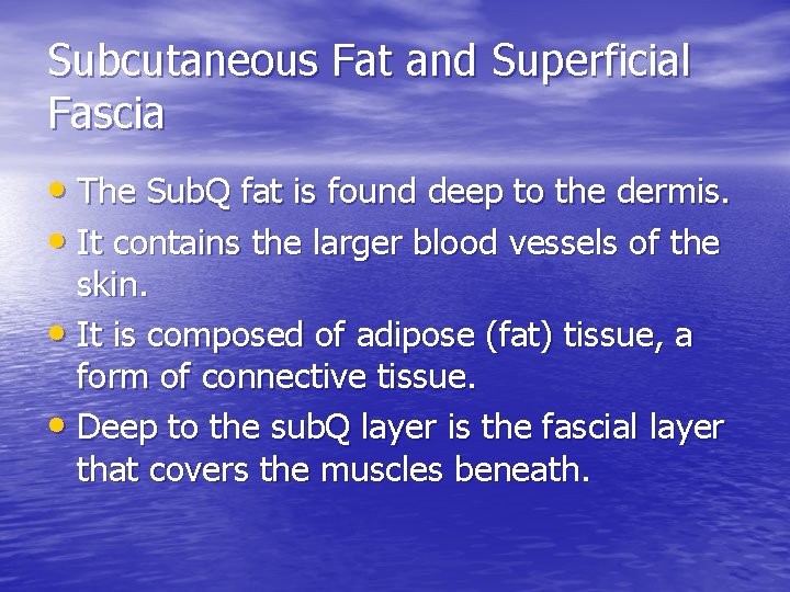 Subcutaneous Fat and Superficial Fascia • The Sub. Q fat is found deep to Subcutaneous Fat and Superficial Fascia • The Sub. Q fat is found deep to