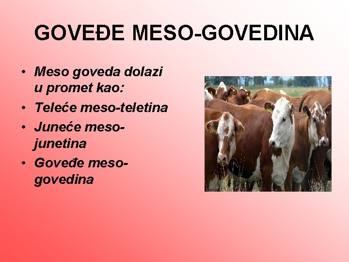 GOVEĐE MESO-GOVEDINA • Meso goveda dolazi u promet kao: • Teleće meso-teletina • Juneće