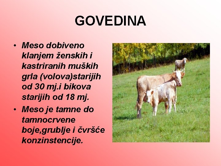 GOVEDINA • Meso dobiveno klanjem ženskih i kastriranih muških grla (volova)starijih od 30 mj.