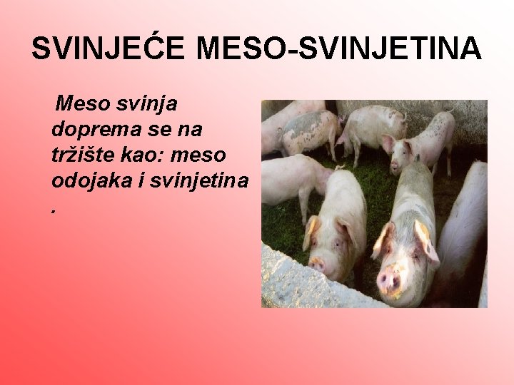 SVINJEĆE MESO-SVINJETINA Meso svinja doprema se na tržište kao: meso odojaka i svinjetina .