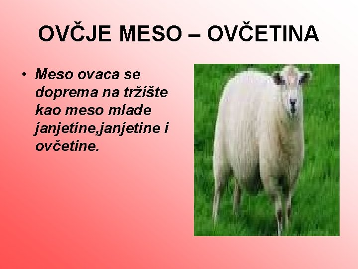 OVČJE MESO – OVČETINA • Meso ovaca se doprema na tržište kao meso mlade