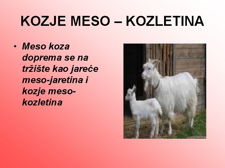 KOZJE MESO – KOZLETINA • Meso koza doprema se na tržište kao jareće meso-jaretina