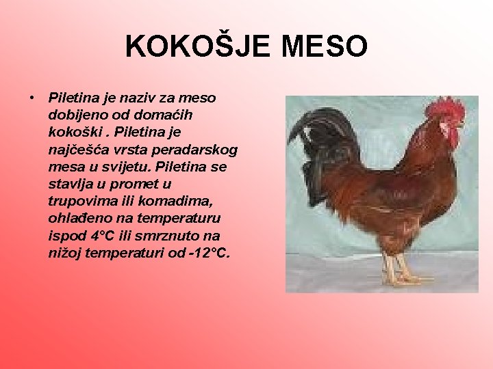 KOKOŠJE MESO • Piletina je naziv za meso dobijeno od domaćih kokoški. Piletina je