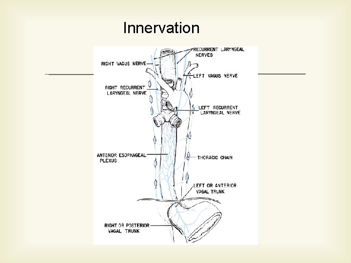 Innervation 