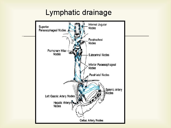 Lymphatic drainage 