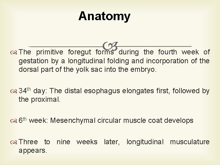 Anatomy The primitive foregut forms during the fourth week of gestation by a longitudinal