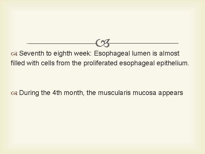  Seventh to eighth week: Esophageal lumen is almost filled with cells from the