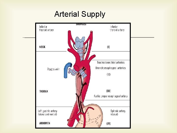 Arterial Supply 