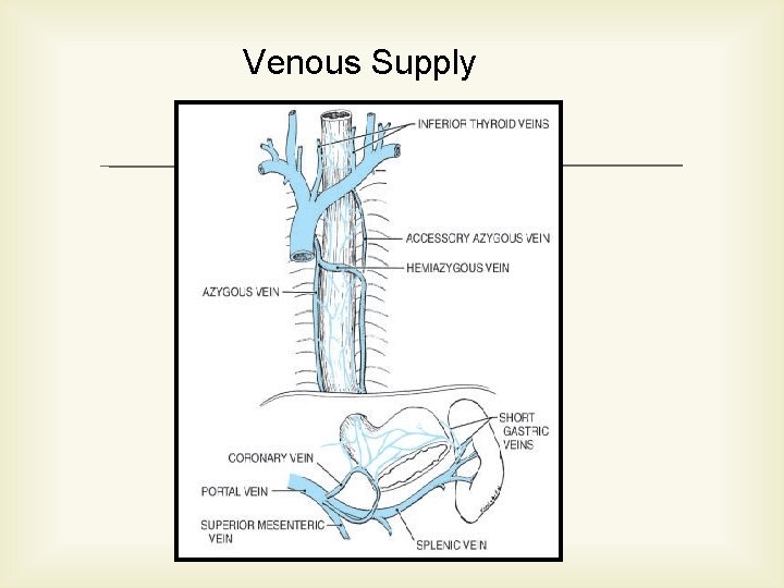 Venous Supply 